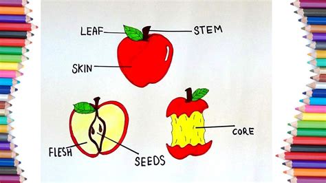 draw parts   apple diagram youtube