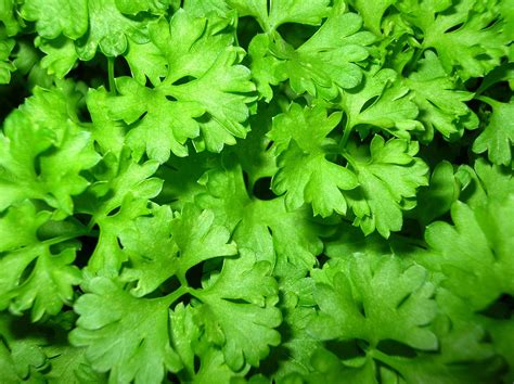 parsley  photo  freeimages