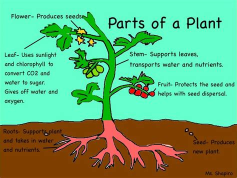 parts   plants  diagram  plant parts   functions