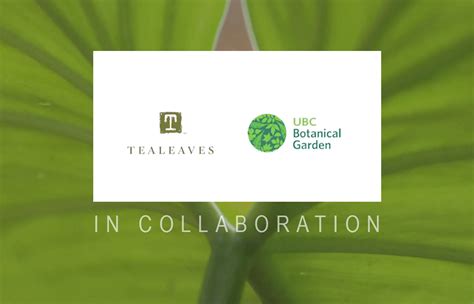 ubc botanical garden  tealeaves  unique collaboration  world biodiversity forum ubc