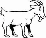 Goat Coloring Pages Drawing Boer Color Cute Pygmy Getdrawings Head Getcolorings Baby Simulator sketch template