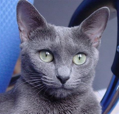 15 Great Names For Your Russian Blue Cat From Russian And