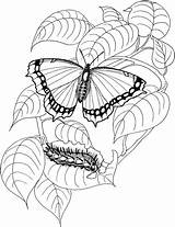 Caterpillar Borboleta Schmetterling Lagarta Bruco Raupen Borboletas Papillon Mariposas Farfalla Orugas Oruga Mariposa Malvorlage Folha Monarch Kleurplaten Malvorlagen Vlinders Flower sketch template