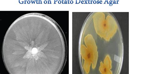 microamaze potato dextrose