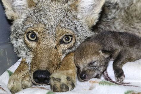 pregnant coyote caught in leghold trap gives birth while