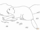 Beaver Coloring Pages Printable Colouring sketch template