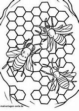 Biene Malvorlage Bienen Honigwaben Kostenlose sketch template