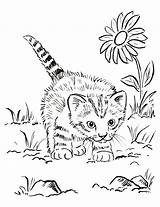 Kitten Coloring Pages Printable Kids sketch template