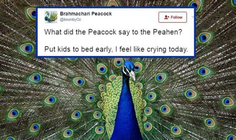 peacocks don t have sex rajasthan hc judge s claims on ‘brahmachari