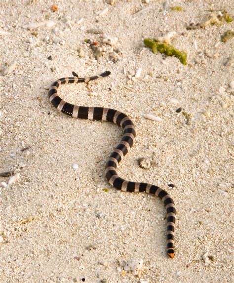 sea krait  snake  lives  land    sea ocean