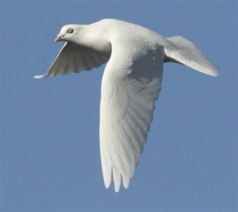 white dove san diego bird spot