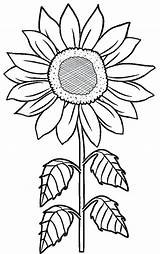 Coloring Sunflower Sunflowers Pages Getdrawings Van Gogh sketch template