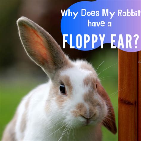 rabbit ears  floppy pethelpful