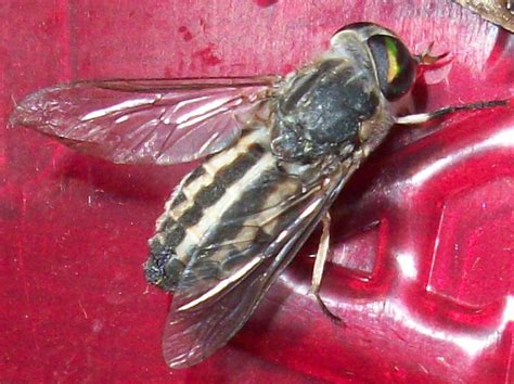horse fly whats  bug