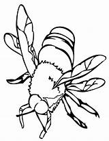 Coloring Bee Pages Clipart Cartoon Insects Kids Library sketch template