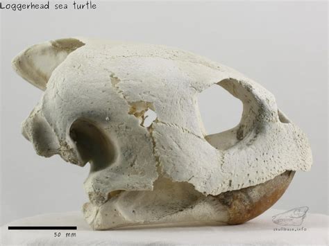 Loggerhead Sea Turtle Skull Base
