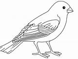 Birds Sparrow Passaro Ausmalbilder Colouring Papagei Dxf Getdrawings Colorir sketch template