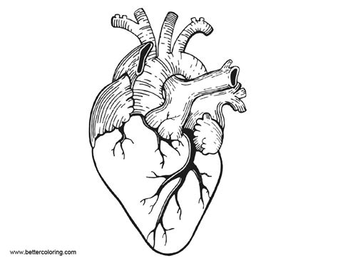 printable heart anatomy coloring pages   hands  amazing