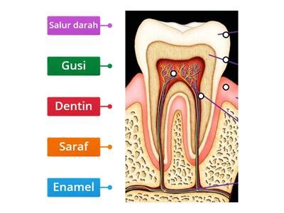 struktur gigi sumber pengajaran