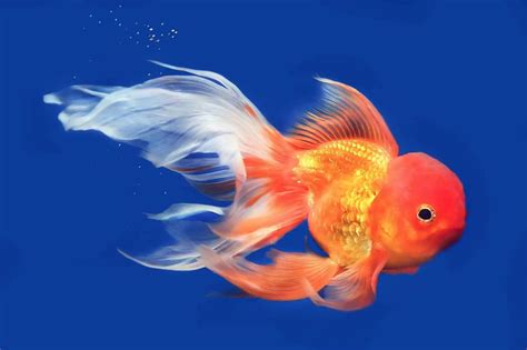 types  goldfish breeds common fancy fishkeeping world