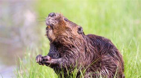 beavers slow down rivers and preventing flash flooding richfords