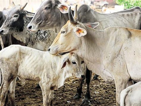 Indian Cow Vigilantism Gives Bangladesh Opportunity To Be Self