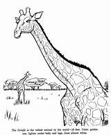 Drawing Animal Drawings Kids Pages Coloring Giraffe Sketches Color Animals Wild Activity Identification Wildlife Fun Paintingvalley Popular Honkingdonkey sketch template