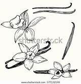 Vanilla Drawing Doodle Isolated Spicy Vector Vanillas Pods Sticks Sketches Hand Background Herbs Illustration Shutterstock Sketch Aroma Plant Flower sketch template