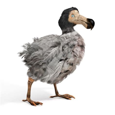 study  famous dodo reveals surprise death
