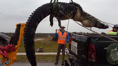 girthy gator florida trappers snag 12 foot 500 pound monster