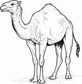 Camel Coloring Pages Printable Kids Camels Arabian sketch template