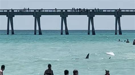 shark surprises swimmers  florida attacks reported  long island