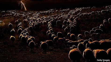 single lightning strike kills  sheep iheart