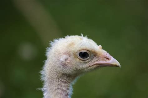 15 Facts About Turkeys You’ll Want To Gobble Up Mental Floss