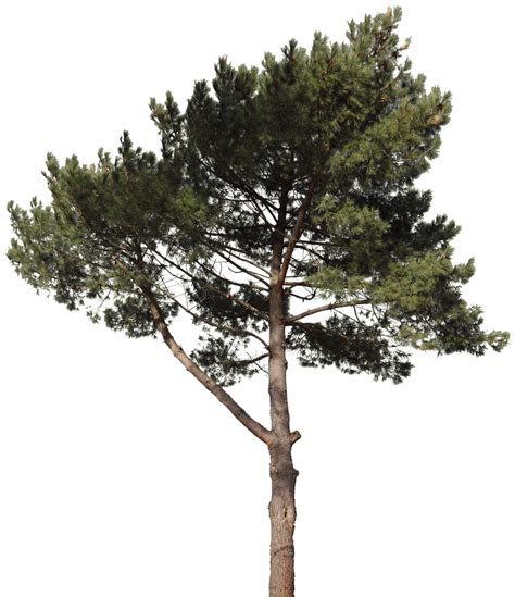 pine tree png hd png pictures vhvrs