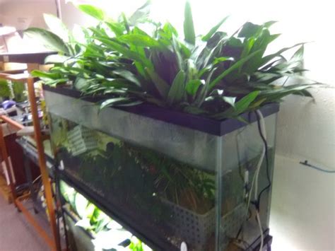 growing plants  top  aquarium aquaponics