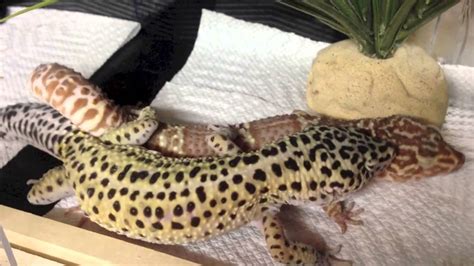 leopard geckos mating youtube