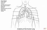 Lungs Coloring Printable Human Pages Worksheet Worksheets Anatomy System Template Respiratory Supercoloring sketch template
