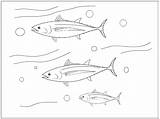 Yellowfin Tuna Template sketch template