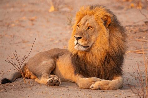 informatie  de afrikaanse leeuw