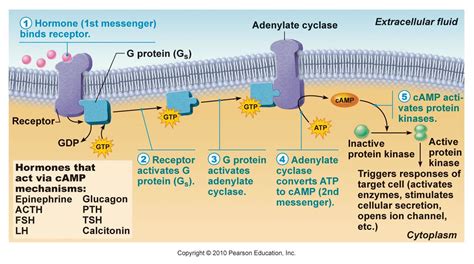 cyclic amp  messenger mechanism  water soluble hormones proteins receptors