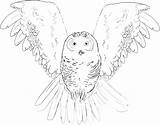 Coloring Owl Snowy Pages Burrowing Getcolorings Color Getdrawings Printable sketch template