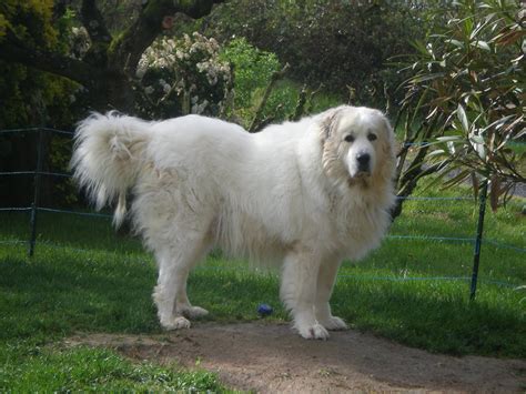 great pyrenees pictures wallpapers