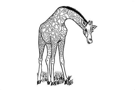 giraffe coloring pages  ai