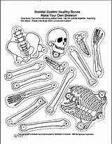 Coloring Pages Skeletal System Getcolorings sketch template