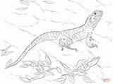 Colorare Australische Ausmalbild Ausmalbilder Drago Supercoloring Lucertola Disegno Reptiles Ausdrucken sketch template