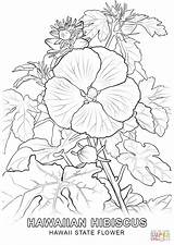 Coloring Pages Hawaii Flower Printable State Hawaiian Flowers Clipart Games Comments Drawing Library Coloringhome sketch template