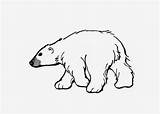 Polar Bear Coloring Pages Kids sketch template