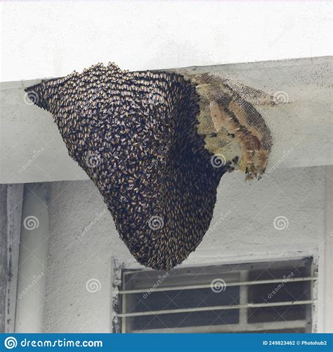 bijenkorf wordt gebouwd door een team van arbeiders die honingbijen tellen stock foto image