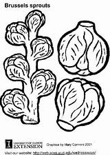 Coloring Brussels Sprouts Sprout Pages Brussel Clipart Aubergine Popular Library Edupics Large sketch template